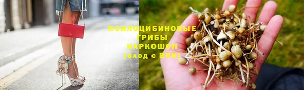 сатива Белокуриха